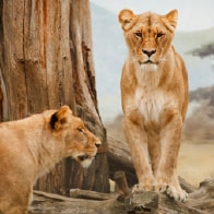Strong relationships
